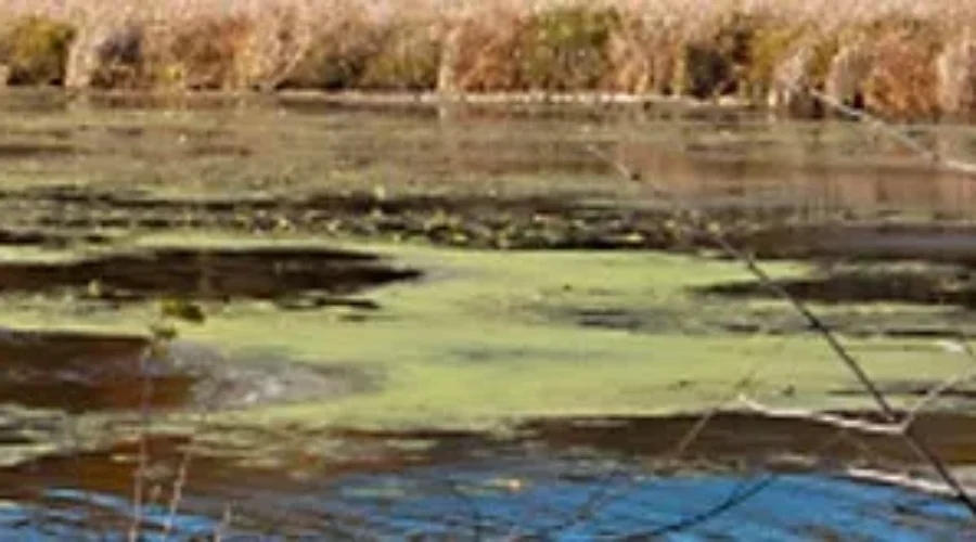 New Brunswick Health Department Cautions Residents About Blue-Green Algae