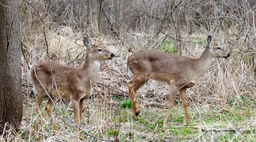 Applications For Antlerless Deer Draw To Be Accepted Soon