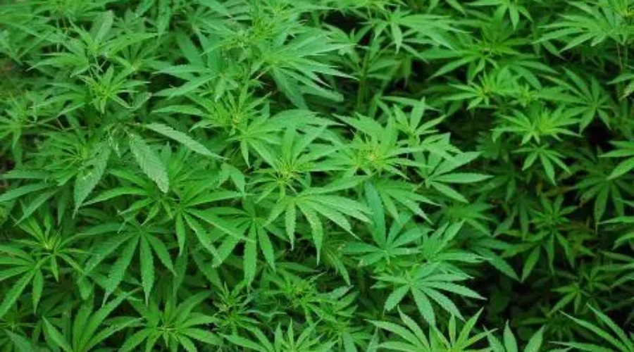 J.D. Irving Concerned About Workplace Safety With Marijuana Legalization