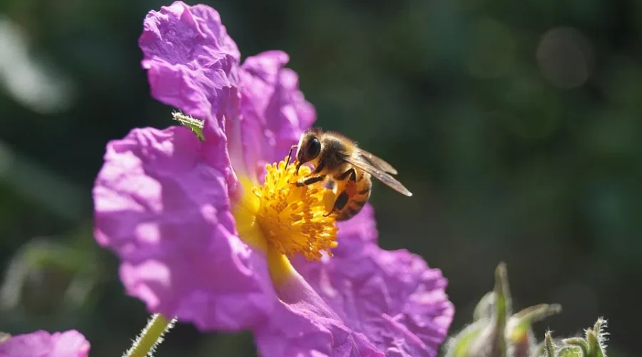All-Time High Honeybee Population In New Brunswick