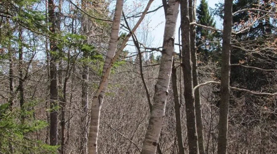 Moncton Woman To Face A Charge In Connection With Reported Incident In Mapleton Park