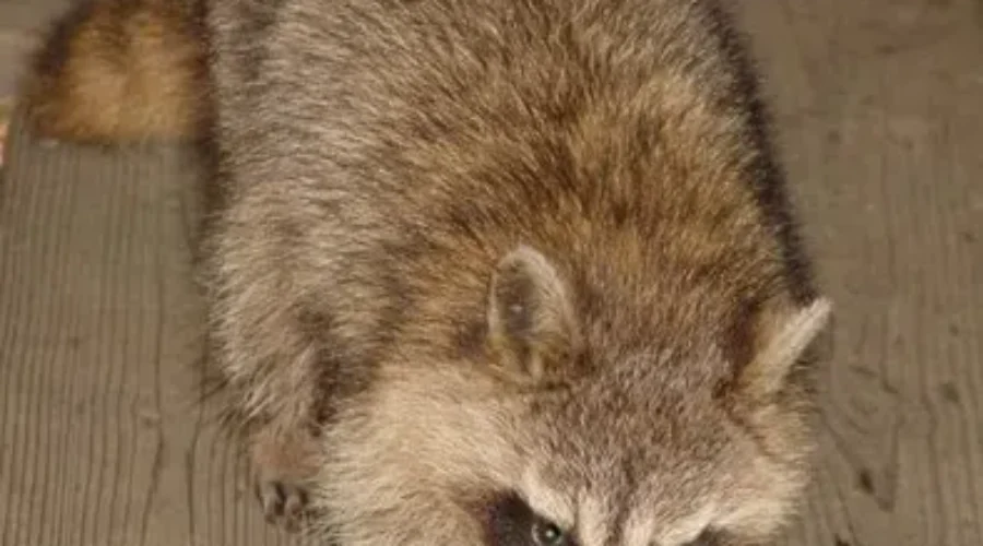 Unwelcome Guest Wanders Into A Woman’s Home