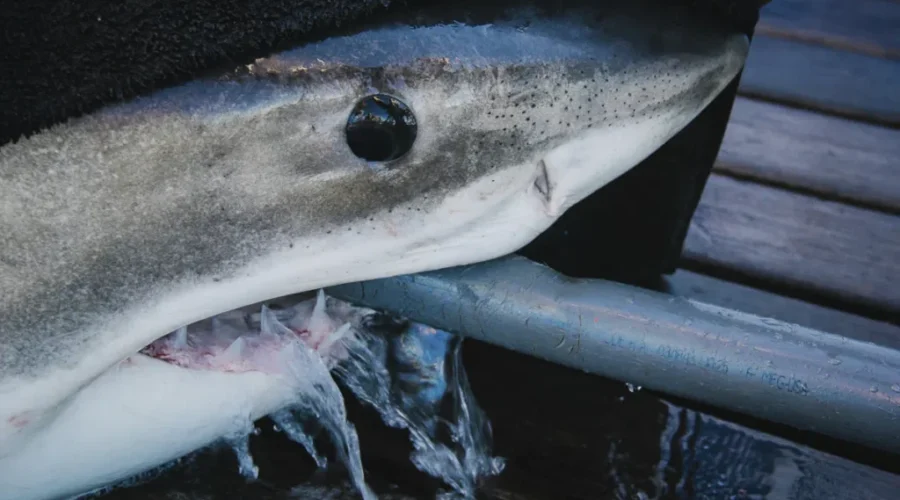 Great White Shark Detected Off Saint John In Bay Of Fundy