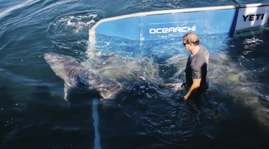 Attitudes About Great White Sharks Changing, Says Ocearch Founder