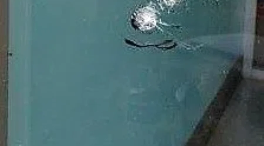 “I Don’t Scare Easily”: SPCA Director Of Animal Welfare Nanette Pearl After Shots Fired