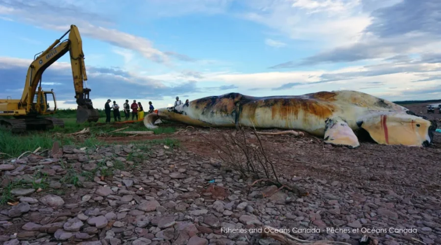 10th Dead North Atlantic Right Whale Washes Up On Western Shore Of Newfoundland