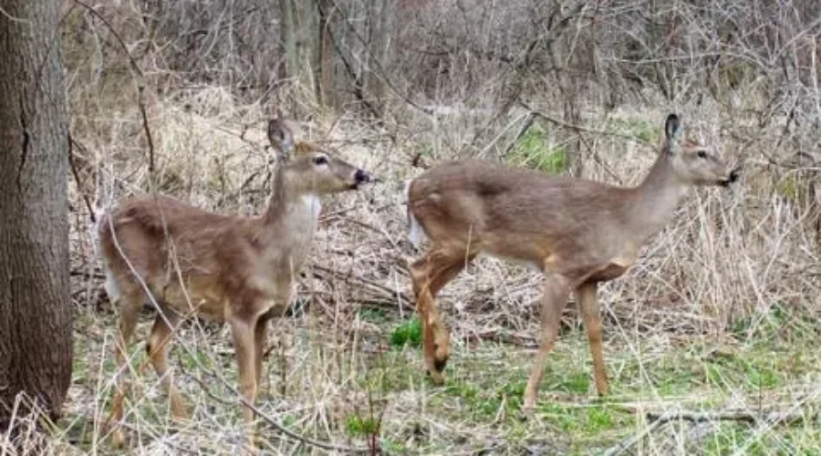 Quispamsis Votes To Double Number Of Deer Hunters Can Kill This Fall