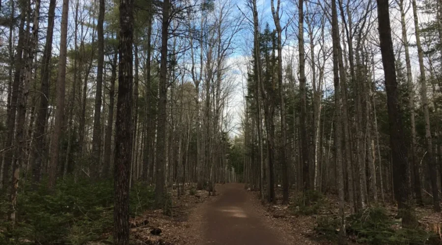Restrictions On Forestry Operations As N.B. Sees Highest Fire Hazard Level In Over 20 Years