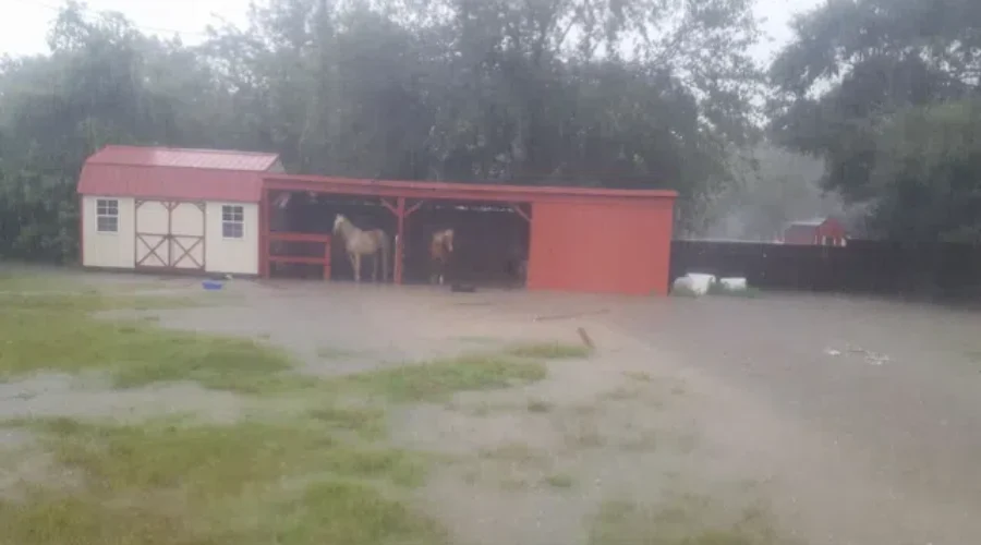 N.B. Man Living In Greater Houston Has Never Seen Anything Like Harvey