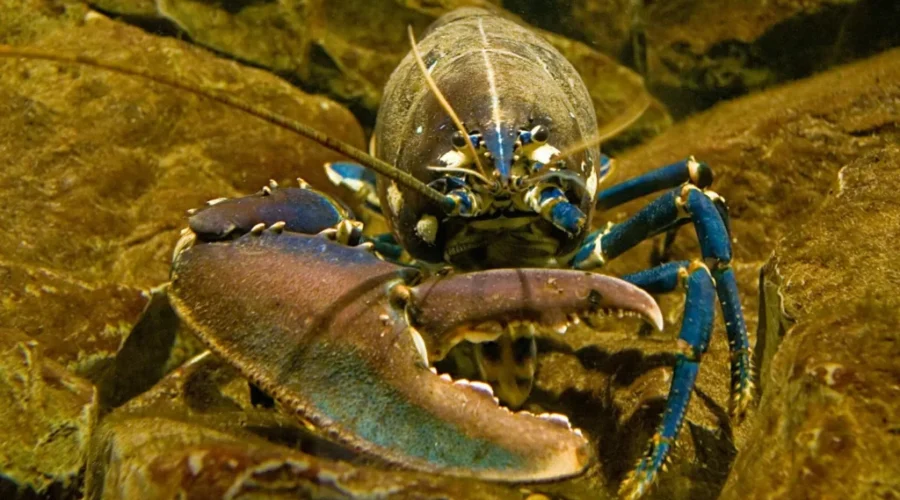 Lobster Fishermen Frustrated By Low Prices For Catches