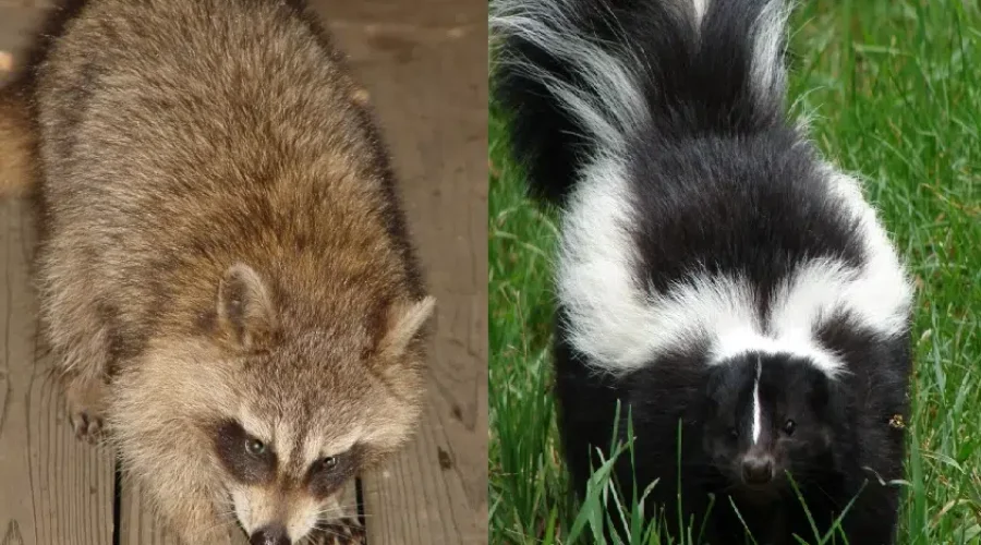 Province Launches Study To Determine Skunk And Raccoon Population
