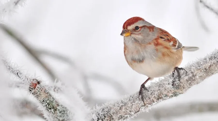 What Will The Upcoming Winter Look Like In NB?