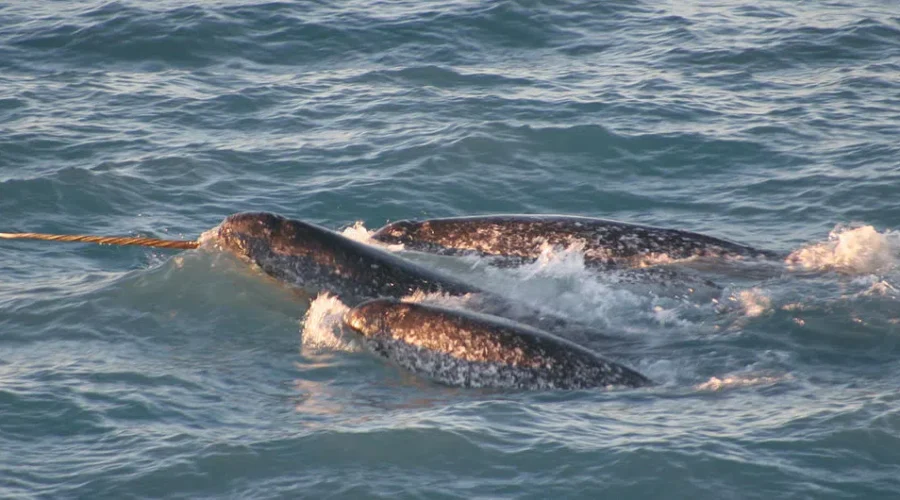Former Mountie From Saint John Sentenced In Narwhal Tusk Smuggling Case