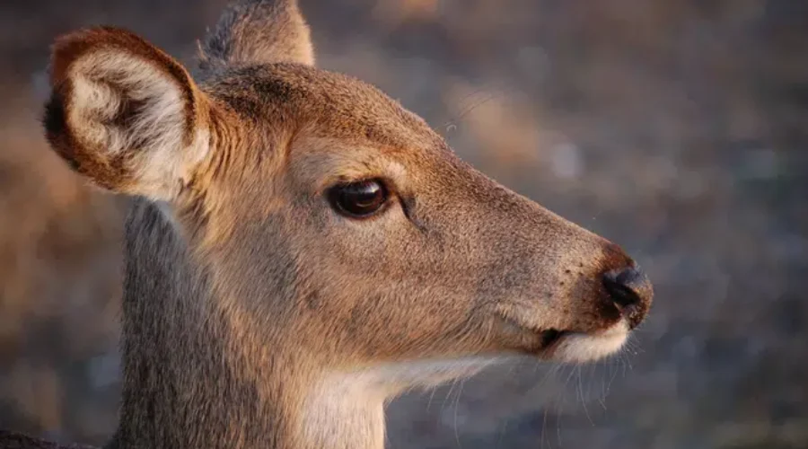 Antlerless Deer Draw Results Are In