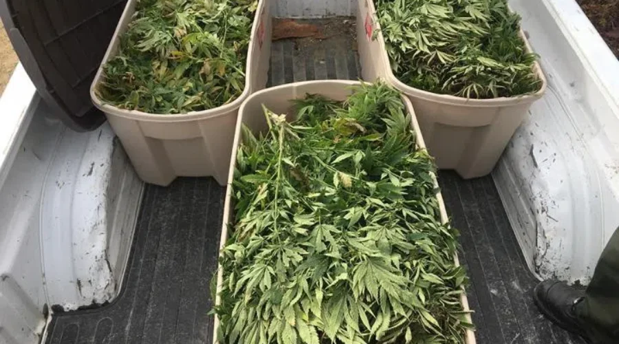 Government Committee Releases Final Report On Legalization Of Pot