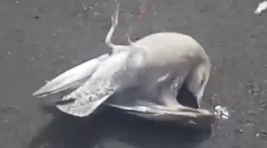 Atlantic Wildlife Institute Caring For Three Sick Gulls Found In Moncton Parking Lot