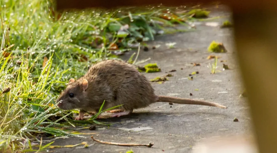 Saint John Third Rattiest City In Atlantic Canada with Moncton Fourth