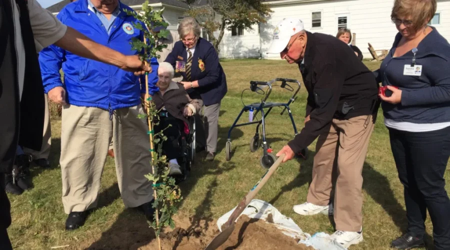 Vimy Sapling Planted In Saint John