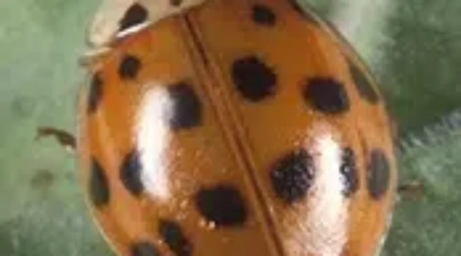 Asian Lady Beetles Invasion In New Brunswick