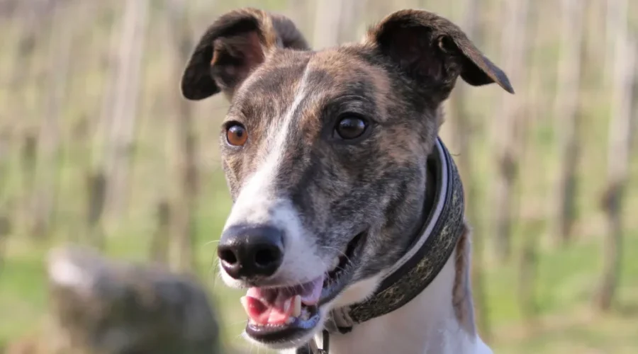 MGAP To Find Forever Home For 1000th Greyhound!