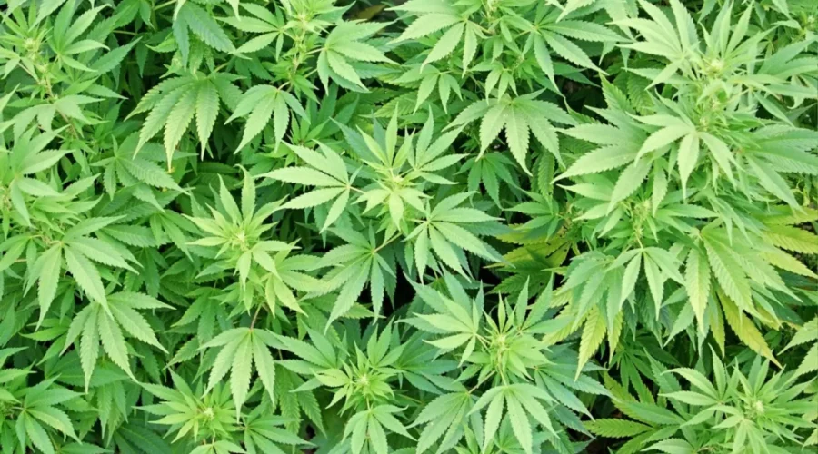 NB Liquor Seeking “Cannabis Retail” Locations