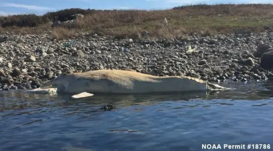 Another Dead North Atlantic Right Whale Found
