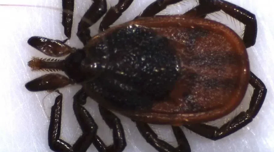Where Are Most Ticks Being Found In The Maritimes?