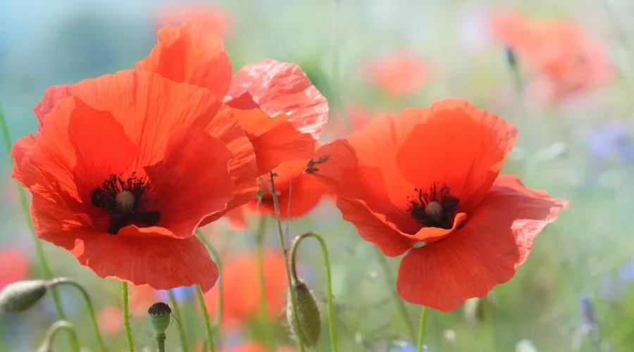 Remembrance Day Services
