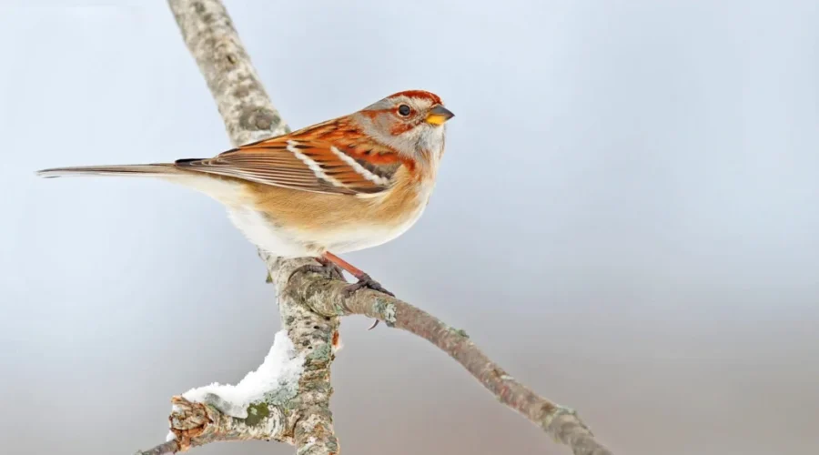 Counting Birds Is A Christmas Tradition At Fundy National Park