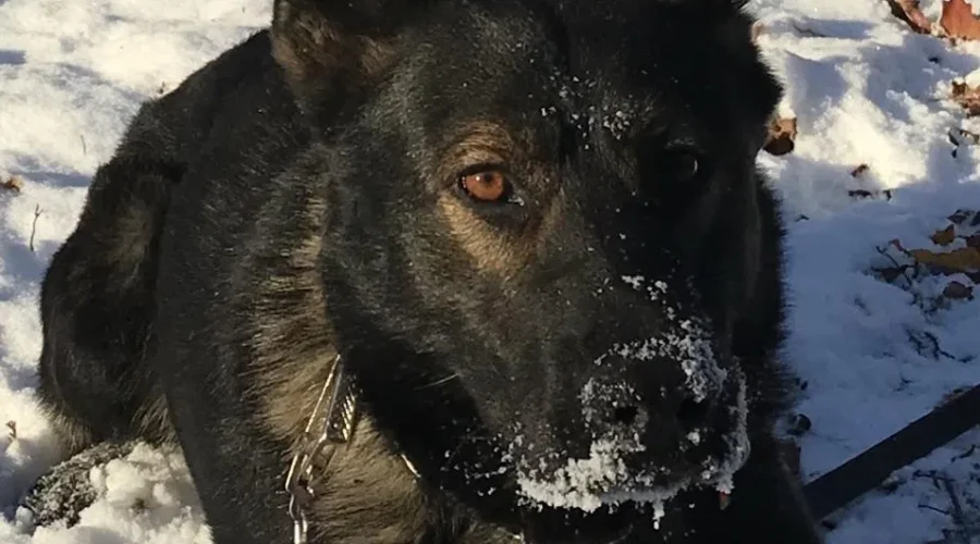 The Impact Of Having Axel And Diesel Is Already Being Felt