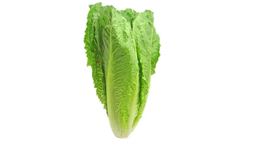 E. Coli Outbreak In Three Provinces Including New Brunswick