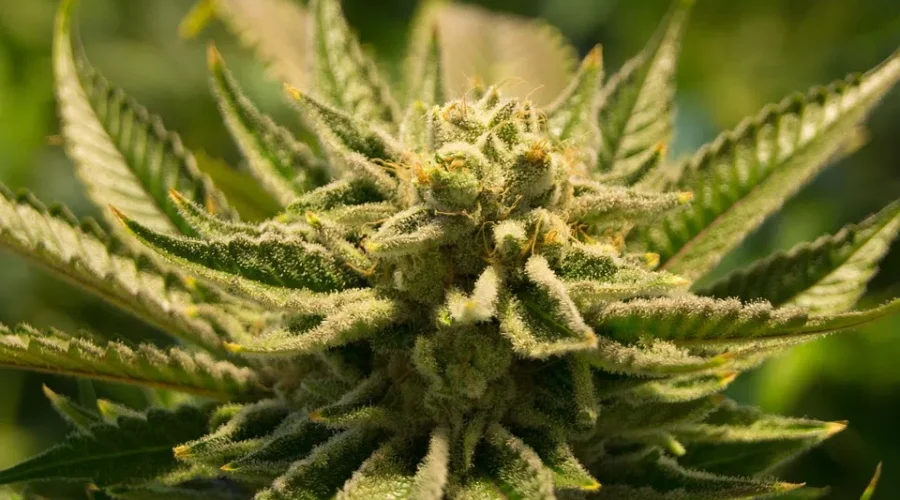 New Poll Says Most NBers Won’t Buy Cannabis When It’s Legal