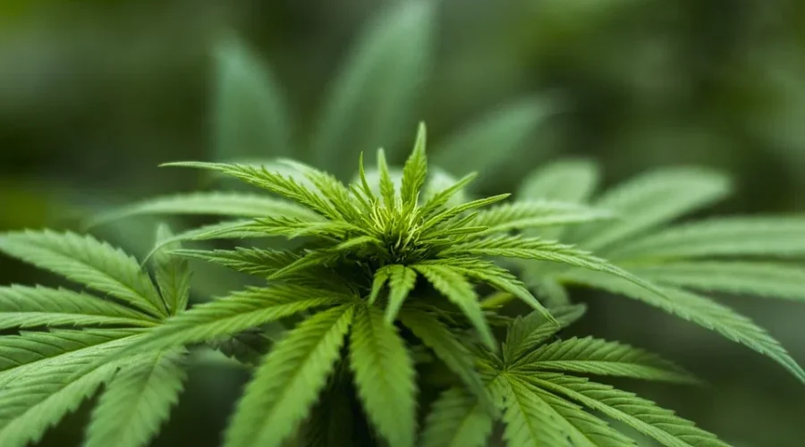 Locations Of 11 Cannabis NB Retail Stores Announced