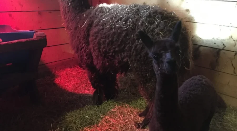 Meet Cherry Brook Zoo’s Newest Addition, Chewie The Alpaca