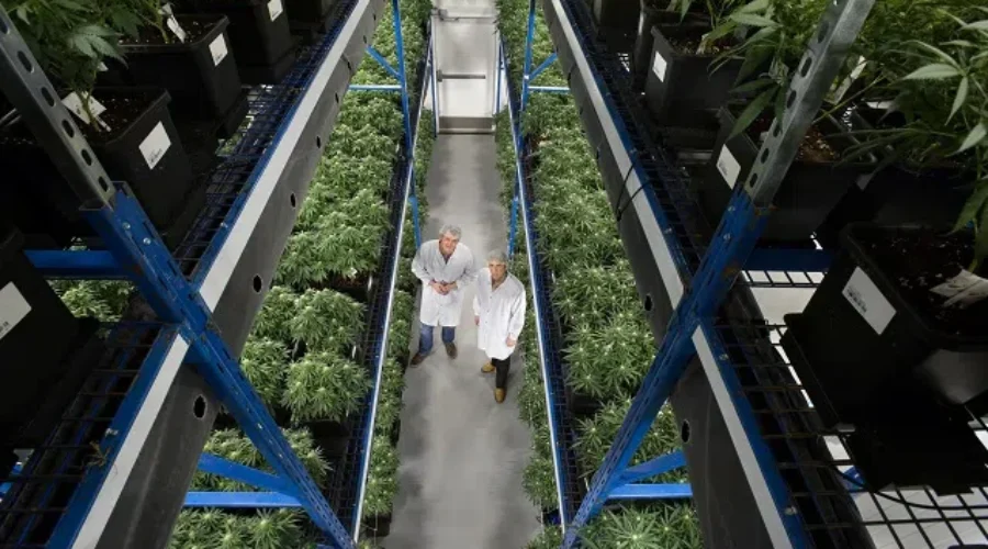 NB Signs Fourth Company To Supply Recreational Cannabis