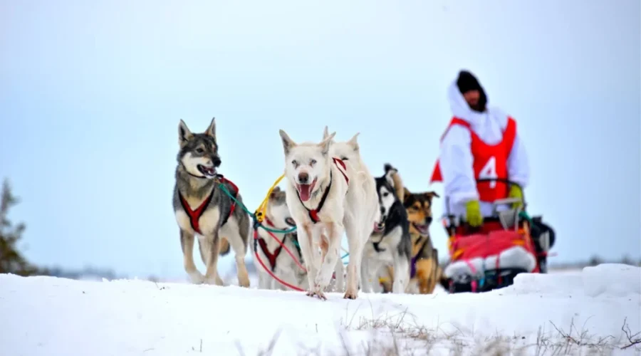 ‘At One With Nature’: Saint Johner Making 3000 Kilometre Trek By Dog Sled