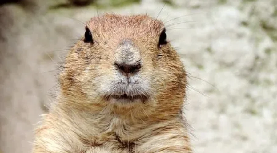 Groundhog Day Predictions For 2018