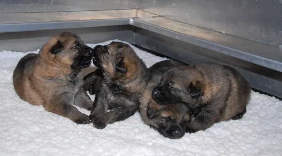 RCMP Need Help To Name Newest Police Service Dogs