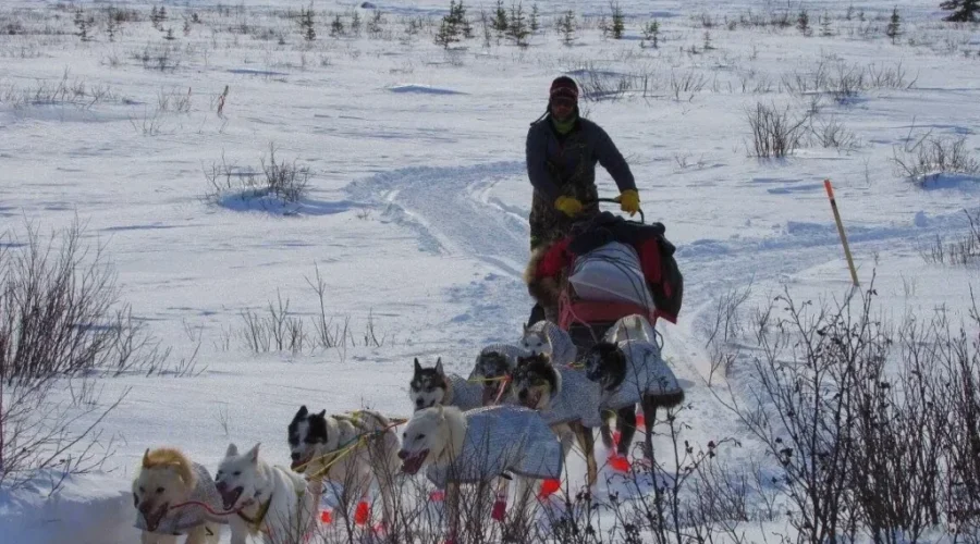 Saint Johner Continues Trek From Manitoba By Dog Sled