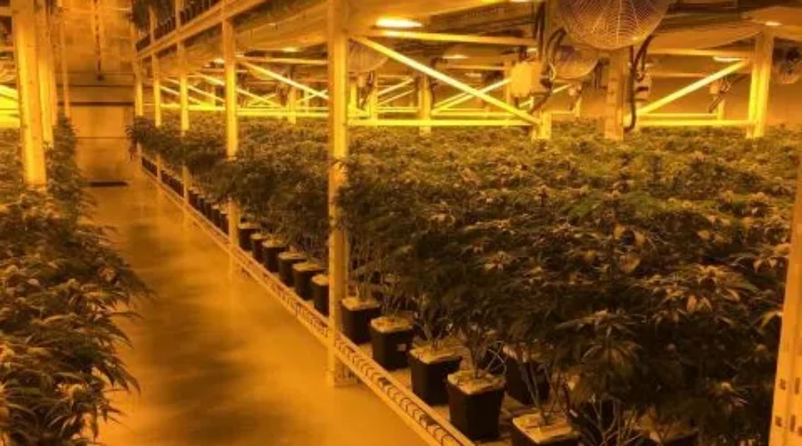 Marijuana Production Ramps Up At Organigram