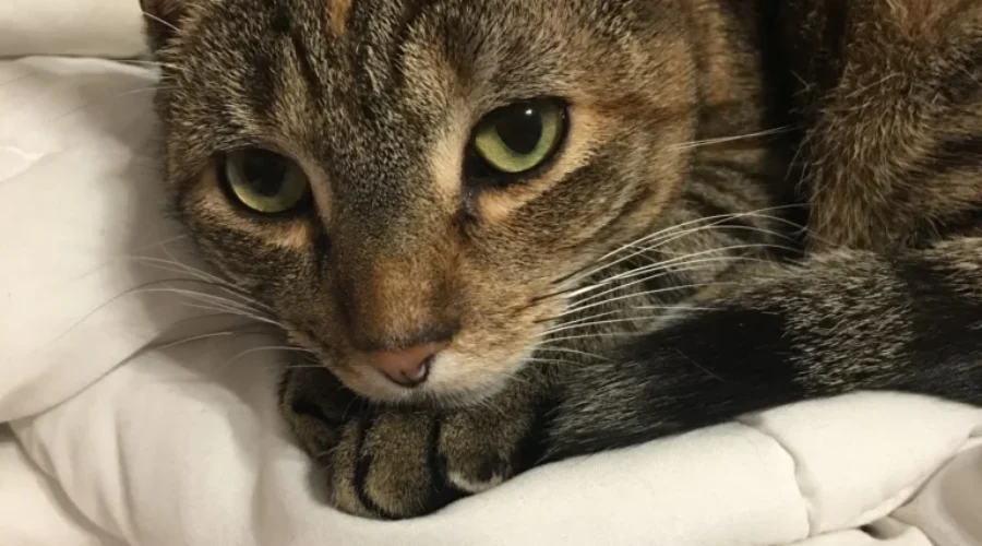 Will NB Be Next To Ban Declawing?