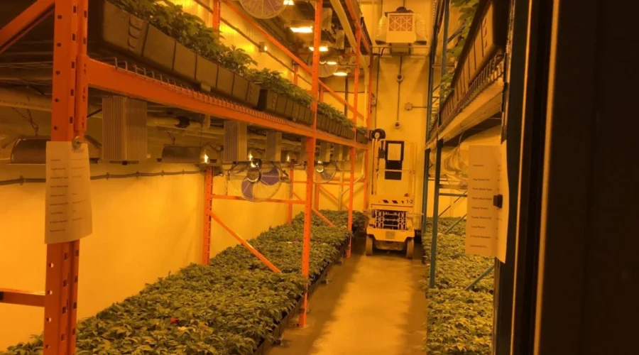 Moncton Marijuana Producer Unveils Latest Expansion