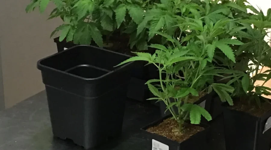Province Supports CCNB Cannabis Cultivation Program