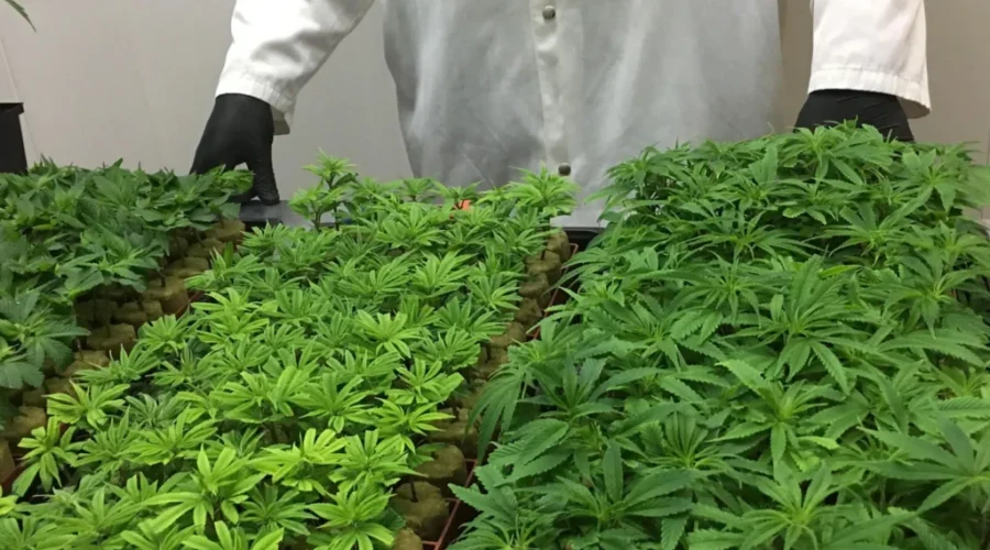 Marijuana Producer Not Worried About Recreational Market Delay