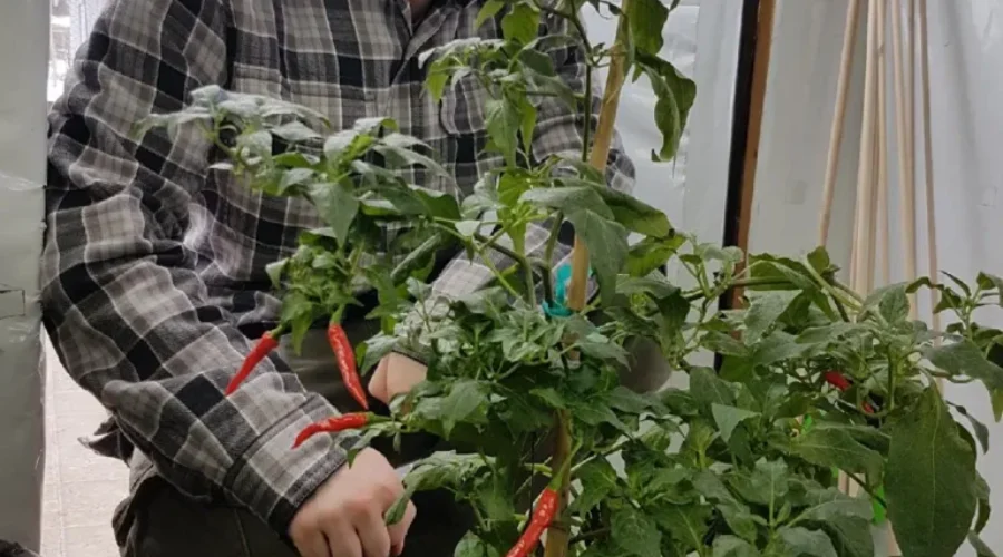 Growing Chili Peppers Teaching Local Students More Than Science