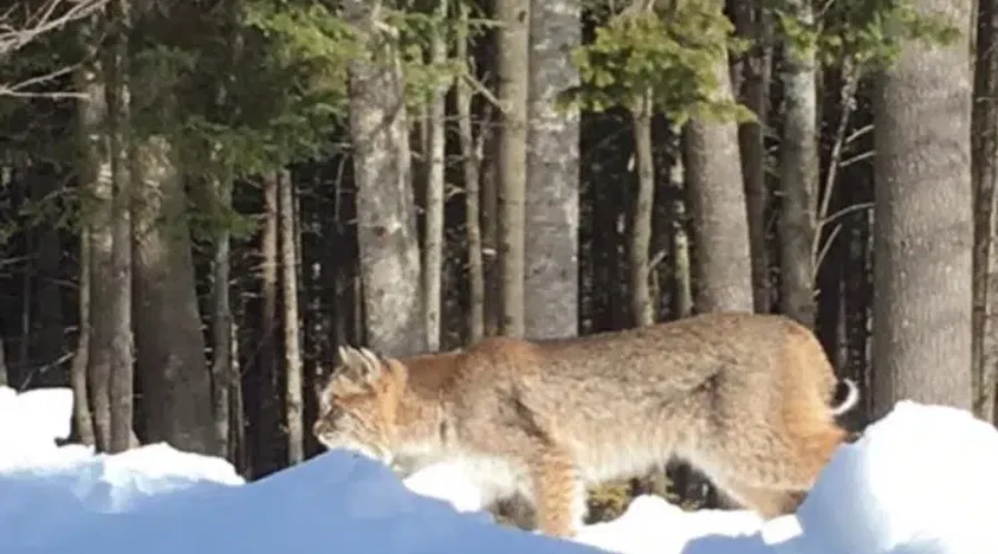 Bobcat Spotted Lurking In Backyard In Moncton’s North End