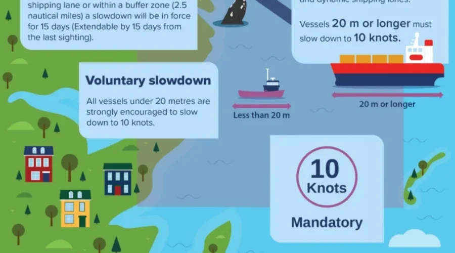 Government Of Canada Unveils New Measures To Protect Right Whales