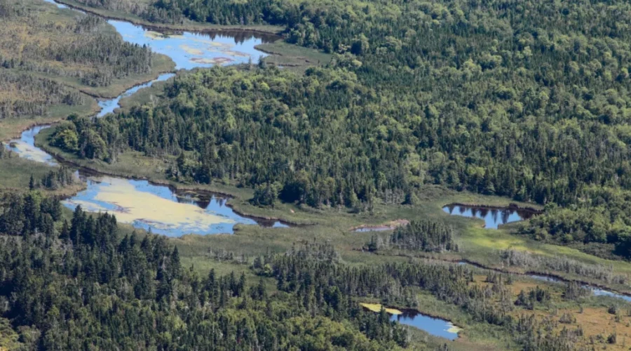 Nature Conservancy Of Canada Surpasses 3,400 Acres Protected On Chignecto Isthmus