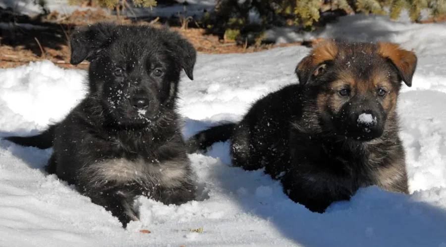 RCMP Puppies To Receive Names From Entries Across Canada
