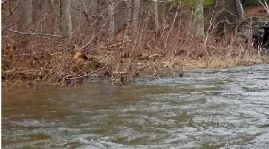 Frustrations Rise As Annual Pollett River Run Nears